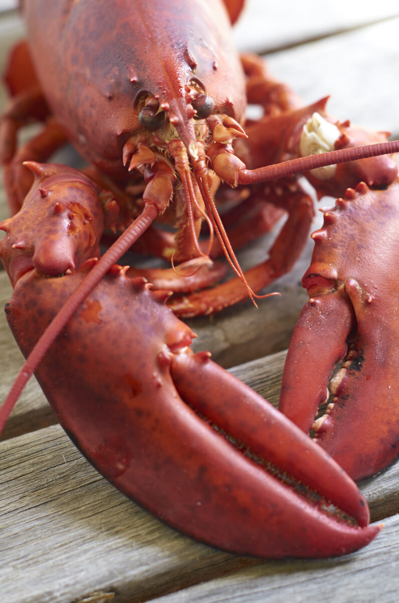 Lobster Seafood Free Stock Photo