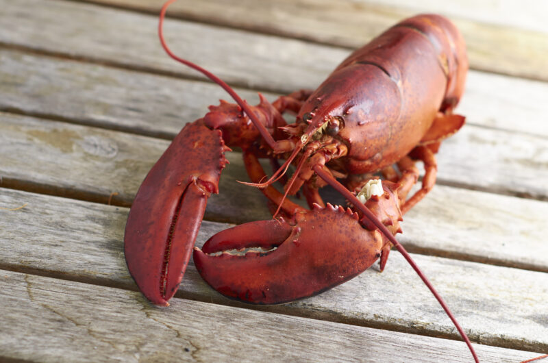 Cooked Lobster Free Stock Image